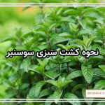 نحوه کشت سبزی سوسنبر