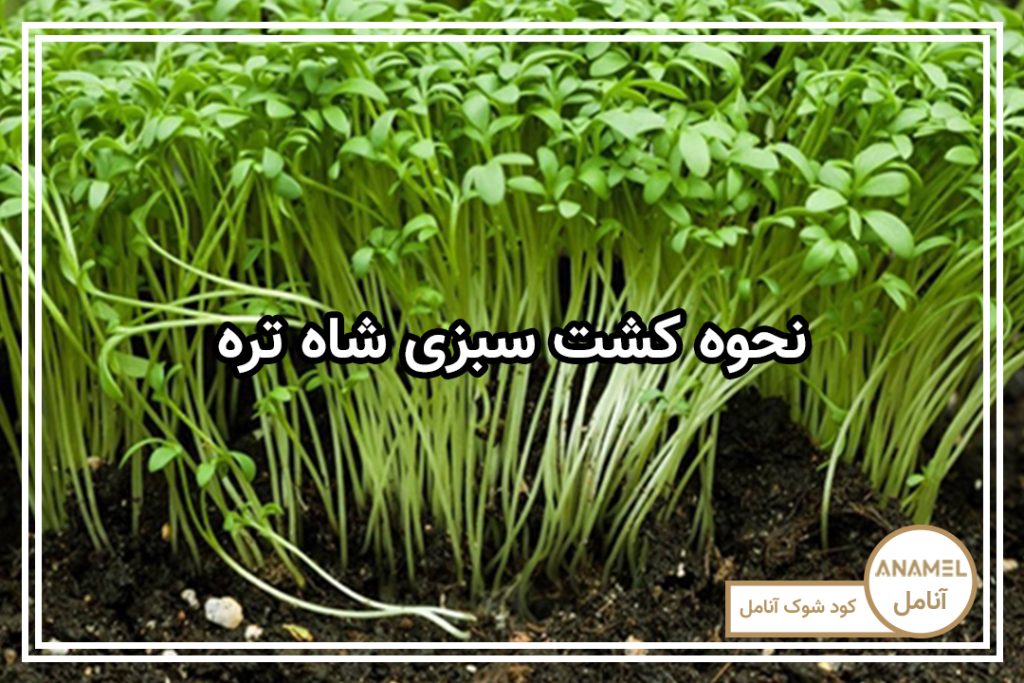 نحوه کشت سبزی شاه تره