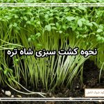 نحوه کشت سبزی شاه تره