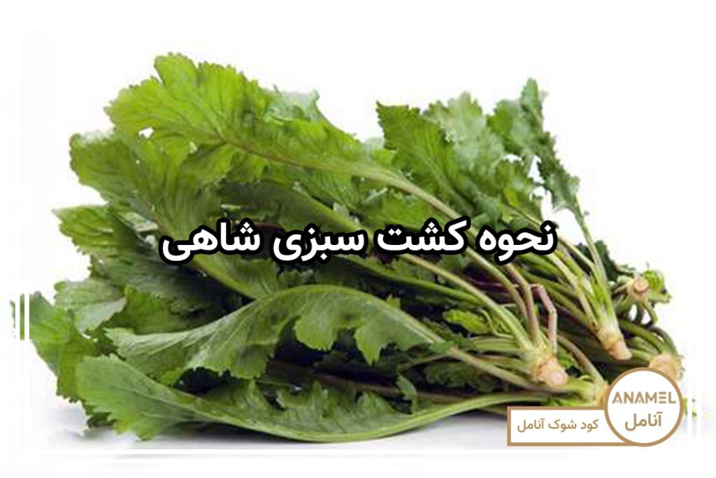 نحوه کشت سبزی شاهی