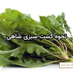 نحوه کشت سبزی شاهی