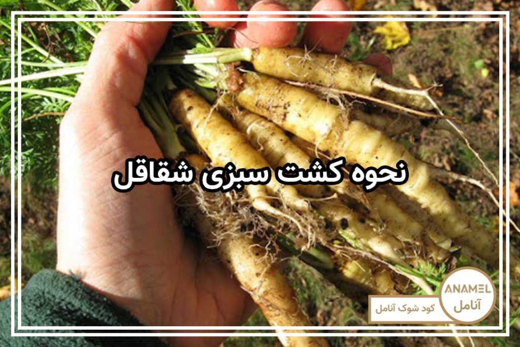 نحوه کشت سبزی شقاقل