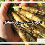 نحوه کشت سبزی شقاقل