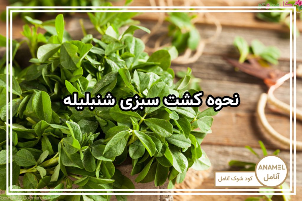 نحوه کشت سبزی شنبلیله