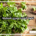 نحوه کشت سبزی شنبلیله