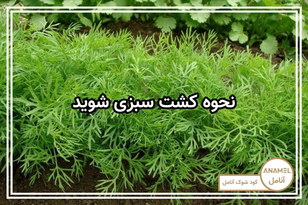نحوه کشت سبزی شوید
