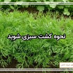 نحوه کشت سبزی شوید