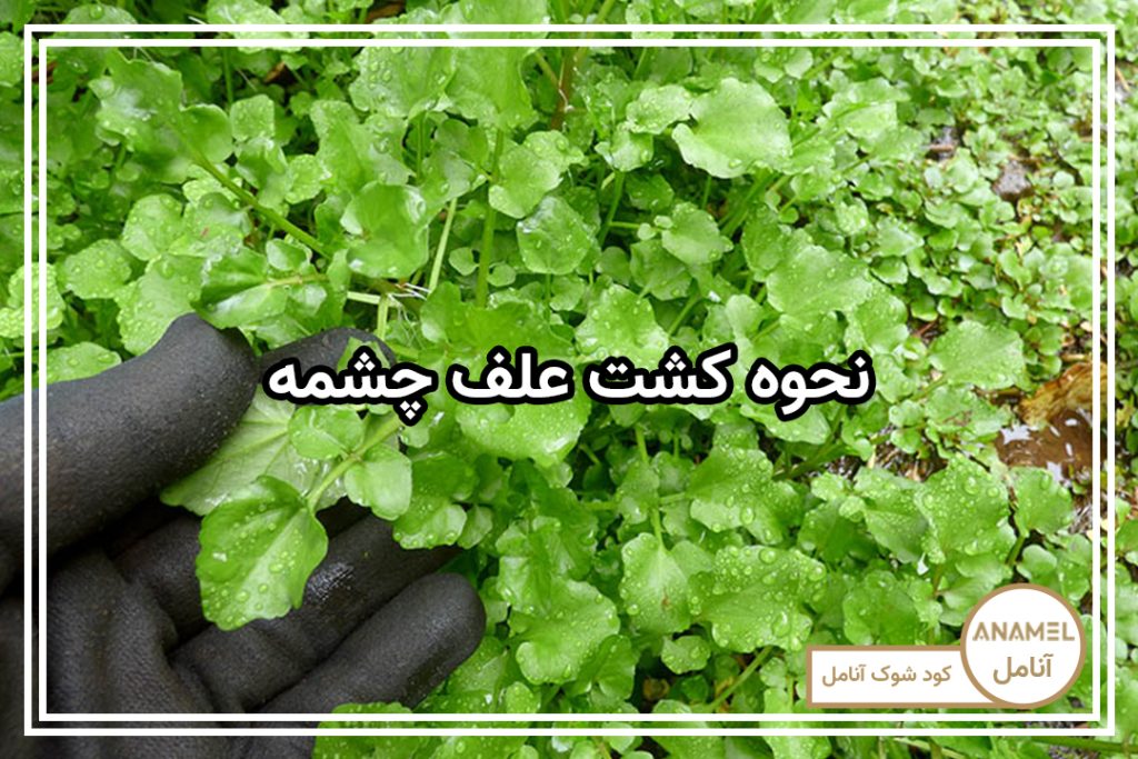 نحوه کشت علف چشمه