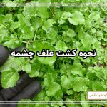نحوه کشت علف چشمه