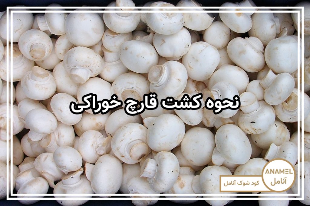 نحوه کشت قارچ خوراکی