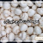 نحوه کشت قارچ خوراکی