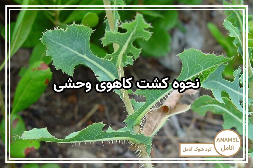 نحوه کشت کاهوی وحشی