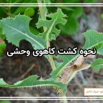 نحوه کشت کاهوی وحشی
