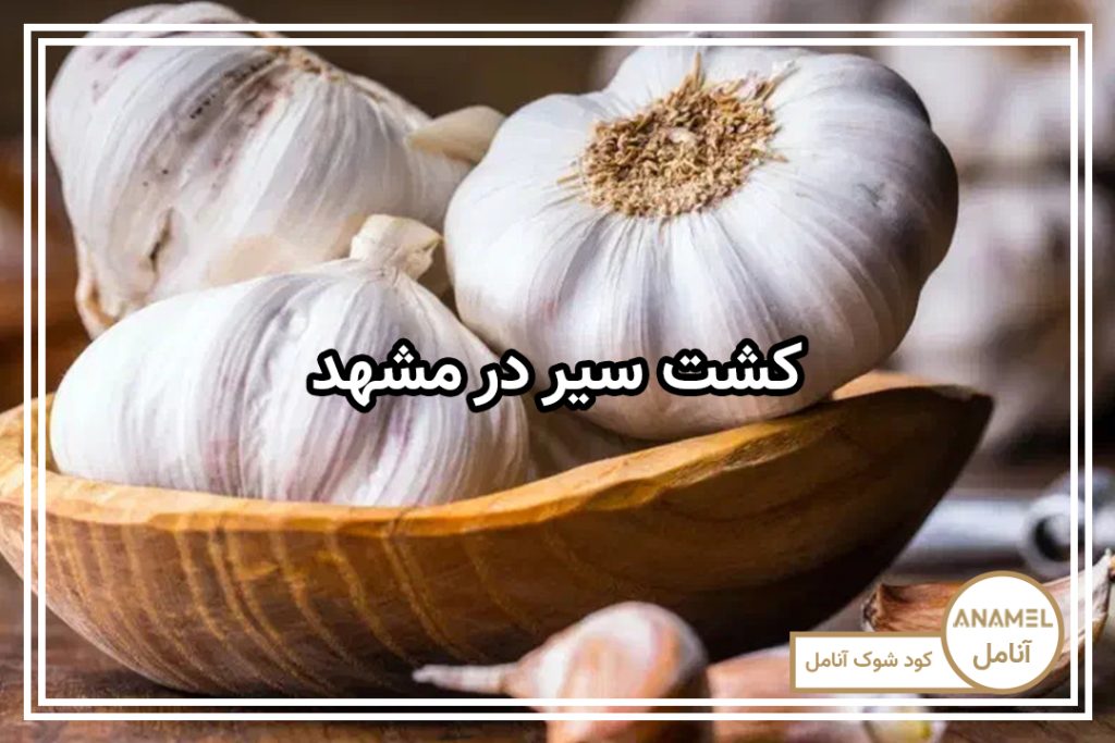 کشت سیر در مشهد