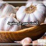 کشت سیر در مشهد