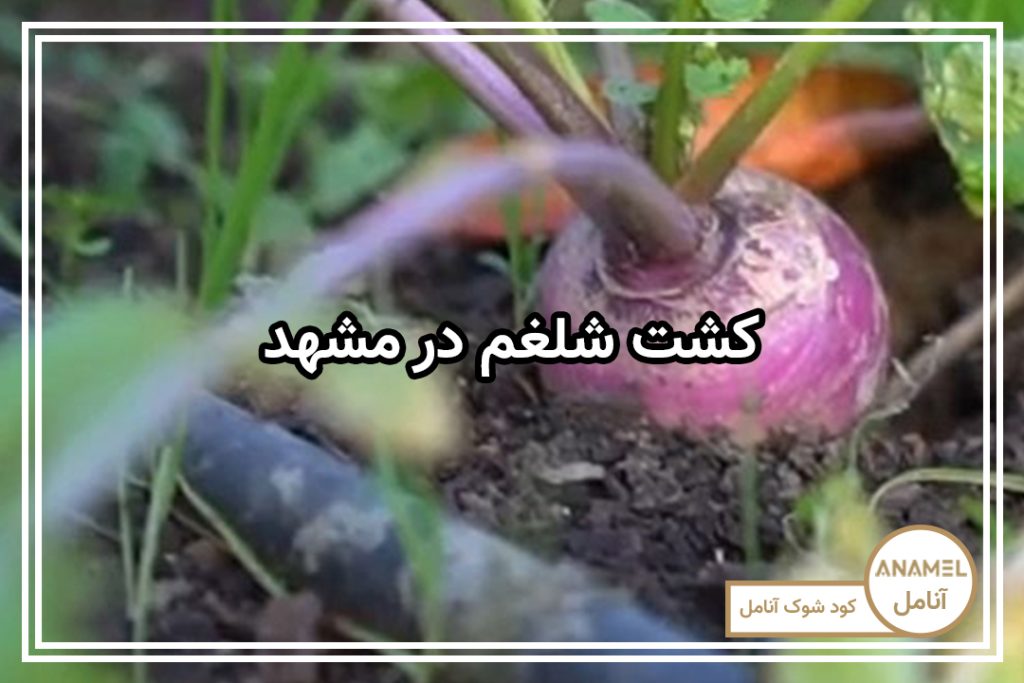 کشت شلغم در مشهد