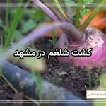 کشت شلغم در مشهد