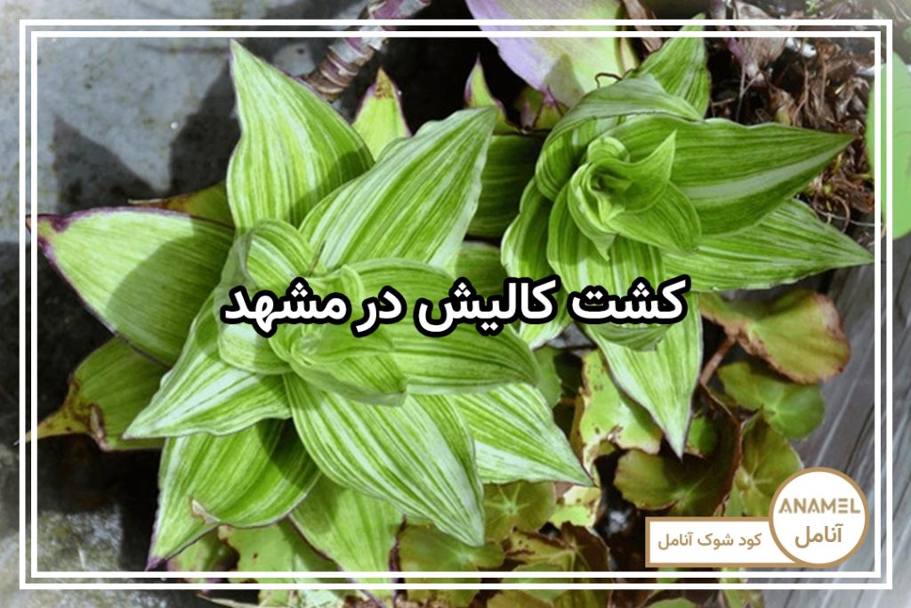 کشت کالیش در مشهد