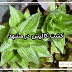 کشت کالیش در مشهد