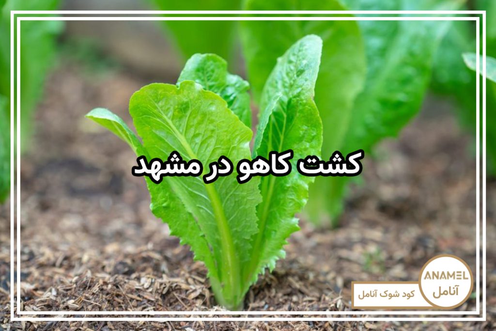 کشت کاهو در مشهد