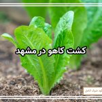 کشت کاهو در مشهد