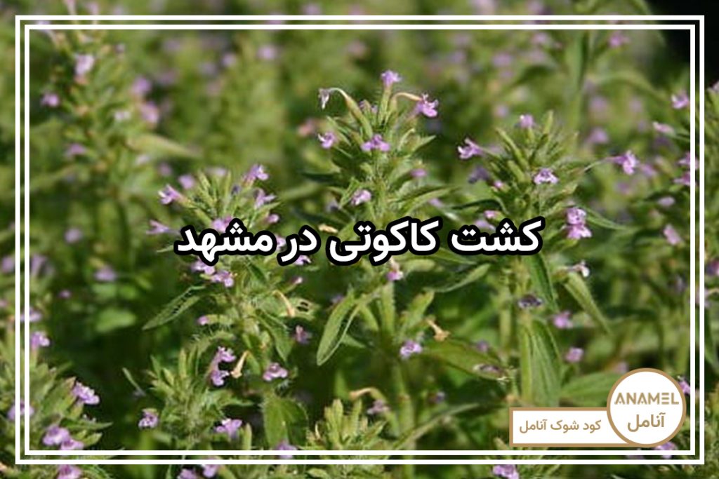کشت کاکوتی در مشهد