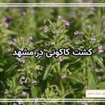کشت کاکوتی در مشهد