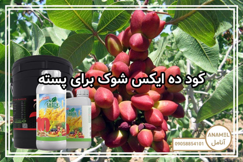 کود ده ایکس شوک برای پسته