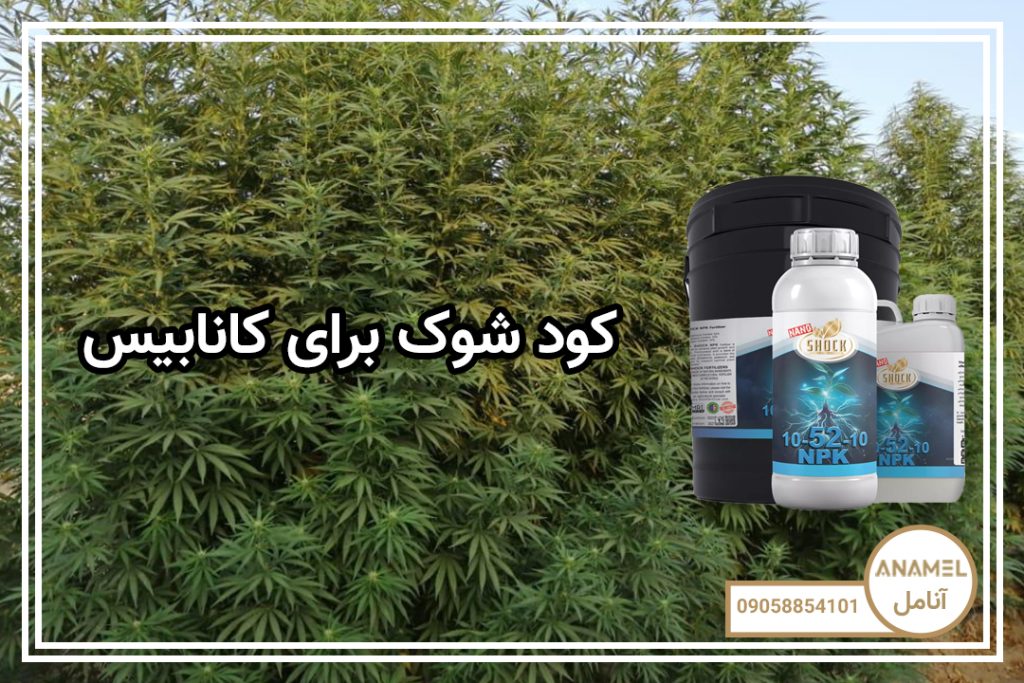 کود شوک برای کانابیس