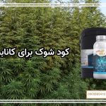 کود شوک برای کانابیس