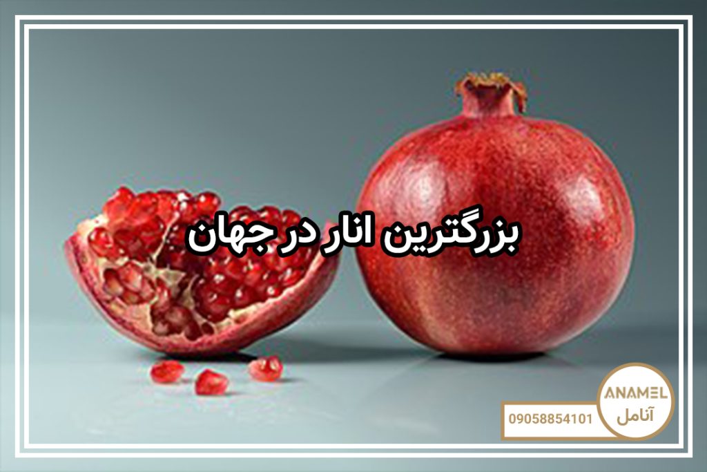 بزرگترین انار در جهان