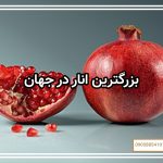 بزرگترین انار در جهان