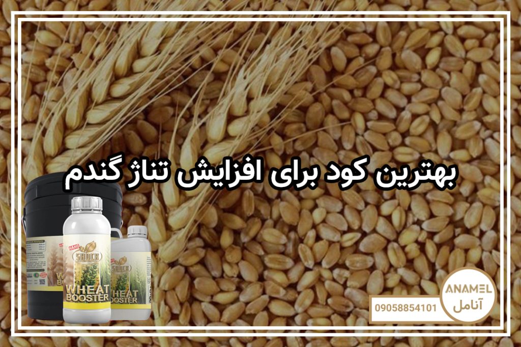 بهترین کود برای افزایش تناژ گندم