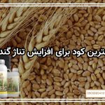 بهترین کود برای افزایش تناژ گندم