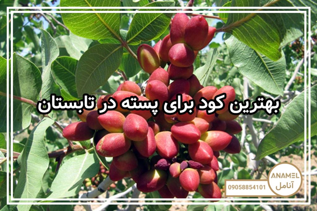 بهترین کود برای پسته در تابستان