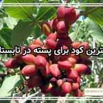 بهترین کود برای پسته در تابستان