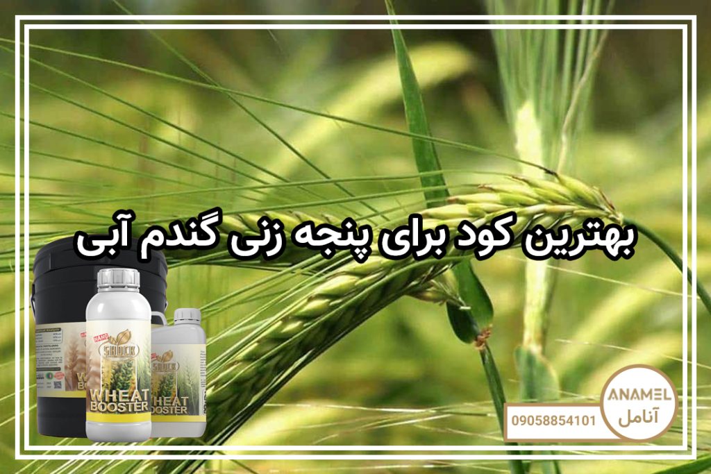 بهترین کود برای پنجه زنی گندم آبی