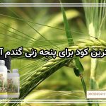 بهترین کود برای پنجه زنی گندم آبی