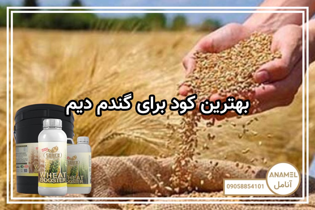بهترین کود برای گندم دیم