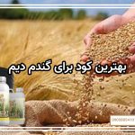 بهترین کود برای گندم دیم