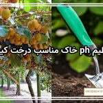 تنظیم ph خاک مناسب درخت کیوی
