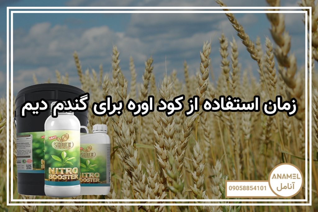 زمان استفاده از کود اوره برای گندم دیم