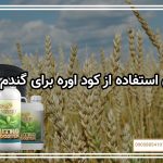 زمان استفاده از کود اوره برای گندم دیم