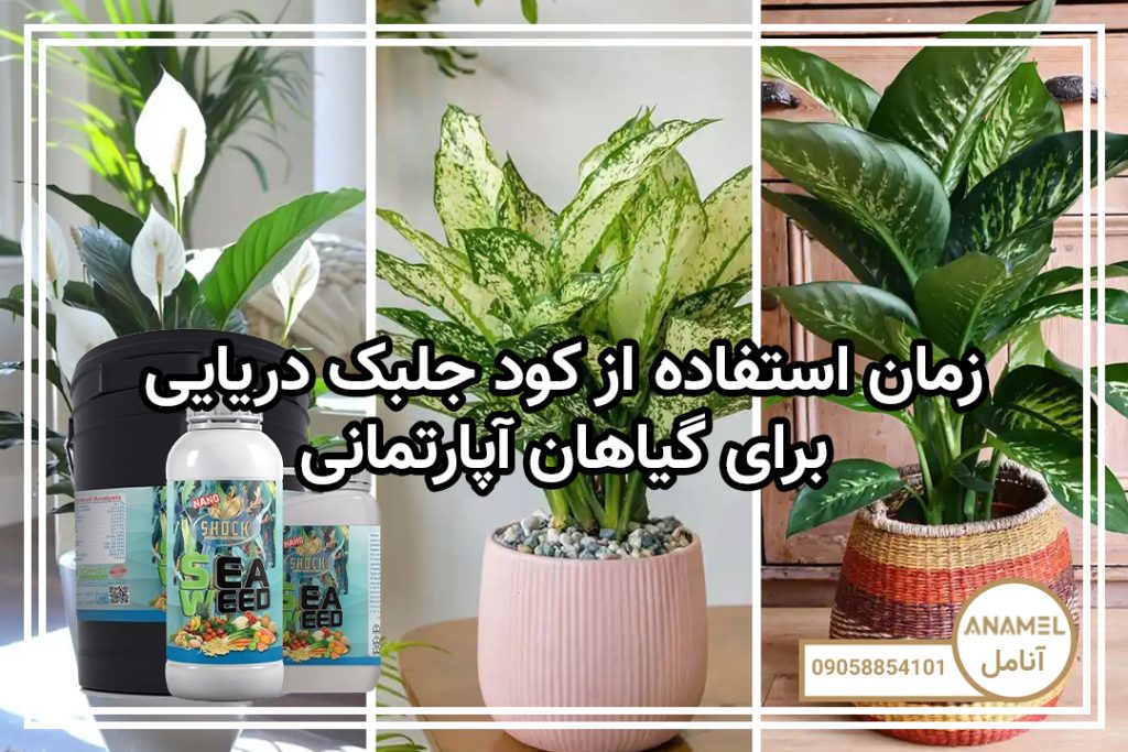 زمان استفاده از کود جلبک دریایی برای گیاهان آپارتمانی