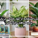 زمان استفاده از کود جلبک دریایی برای گیاهان آپارتمانی
