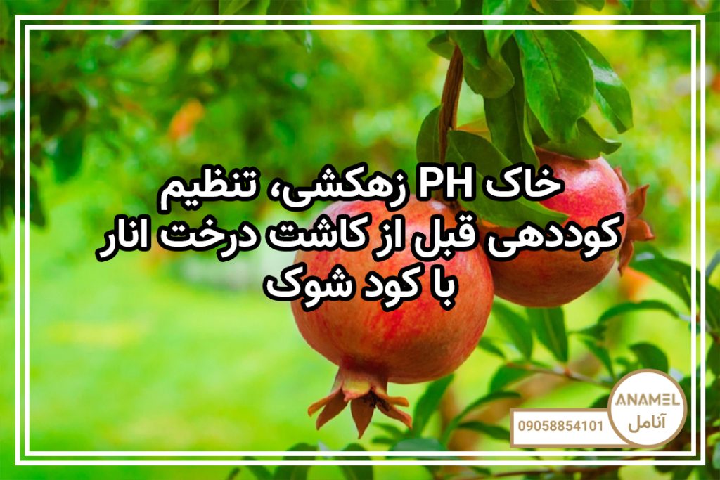زهکشی، تنظیم PH خاک و کوددهی قبل از کاشت درخت انار با کود شوک