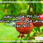 زهکشی، تنظیم PH خاک و کوددهی قبل از کاشت درخت انار با کود شوک