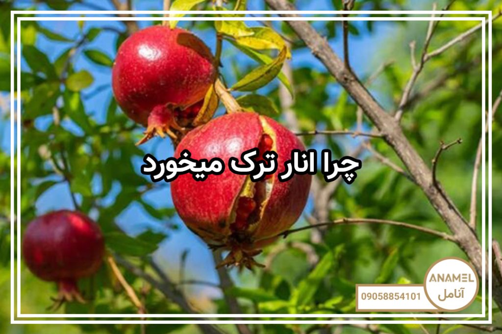چرا انار ترک میخورد