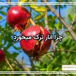 چرا انار ترک میخورد
