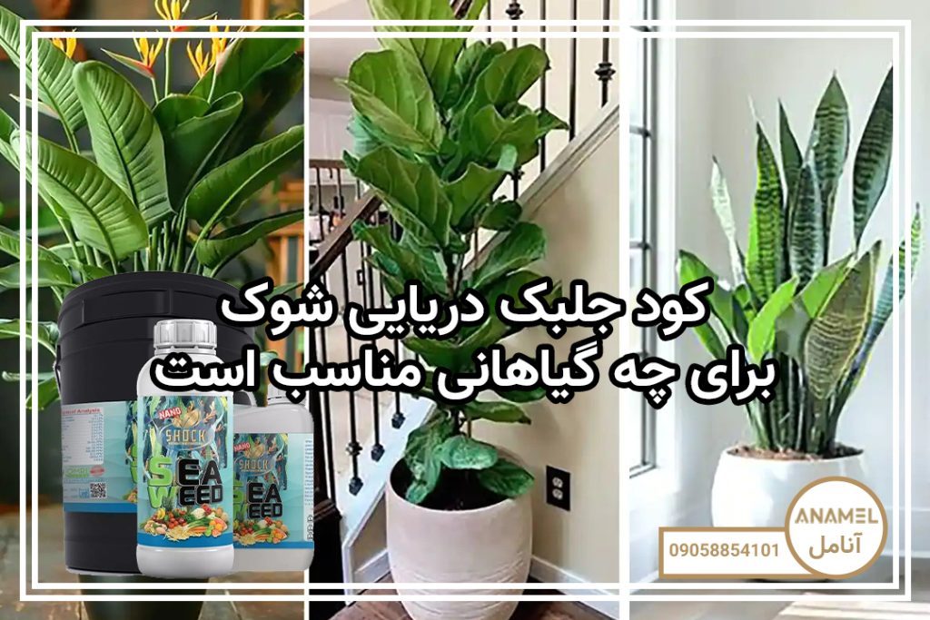 کود جلبک دریایی برای چه گیاهانی مناسب است